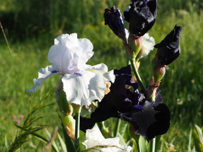 Song of Norway und Blackout P5190267.JPG