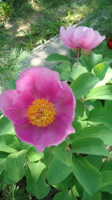 Paeonia daurica  (1).JPG