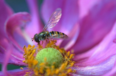 Anemone_Insekt_1_13-08-2007.jpg