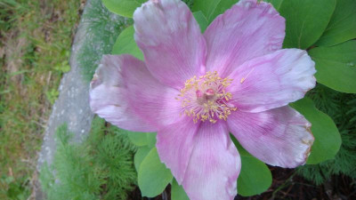 Paeonia daurica (2).JPG