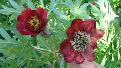 Paeonia delavayi. .JPG