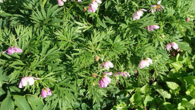 Paeonia veitchii ssp. woodwardii.JPG