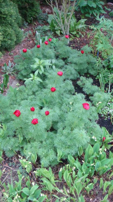 Paeonia. lithophila Kotov.JPG