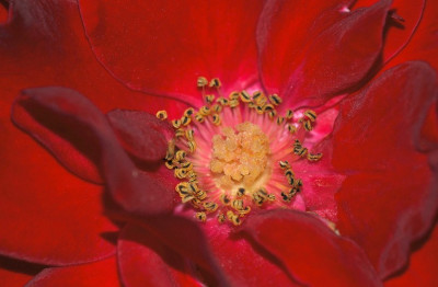Rosa_X_1_13-08-2007.jpg