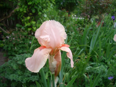 IMGP6426.JPG