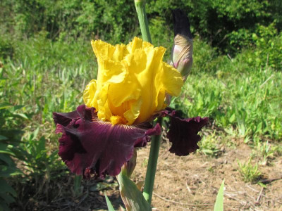 TB Denver Pioneer.JPG