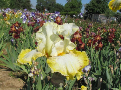 TB Double Ringer.JPG