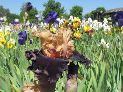 TB Foreign Legion.JPG