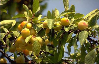 Mirabelles.jpg