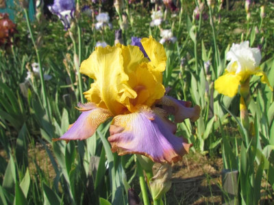 TB Gladys Austin.JPG