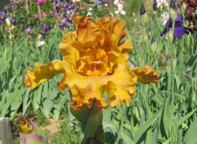 TB Golden Panther.JPG