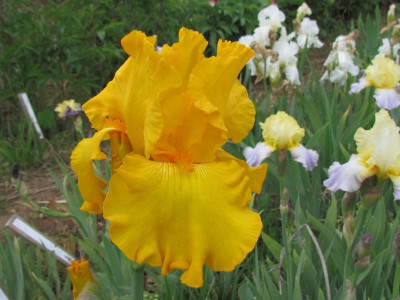 TB Here Comes The Sun.JPG