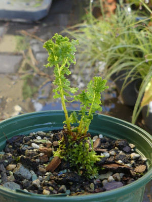 2020-05-20 Athyrium 'Lady in Lace' 1.jpg