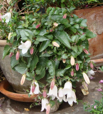 Campanula weiss20.jpg