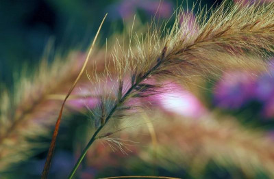 Pennisetum_1_13-08-2007.jpg