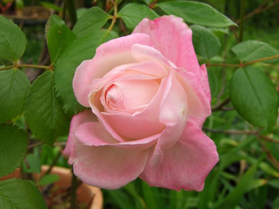 2020_022016Mai0010.JPG