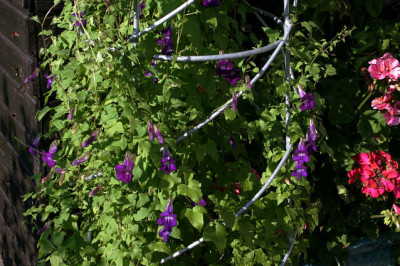 Kletterndes_Lowenmaulchen0107.jpg