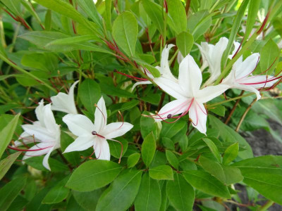 Rhododendron arborescens Mai 2020.JPG