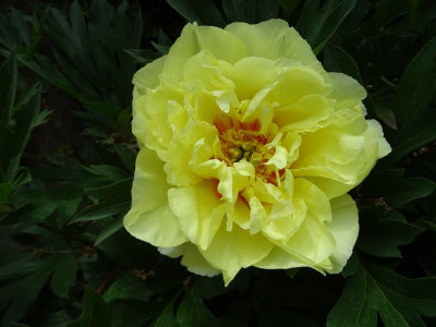 Paeonia Bartzella Mai 2020.JPG