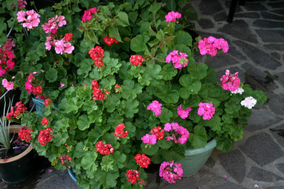 Geranie0807.jpg