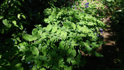 Polygonatum ... (2).JPG