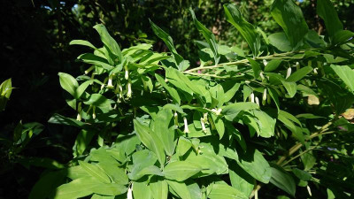 Polygonatum ....JPG