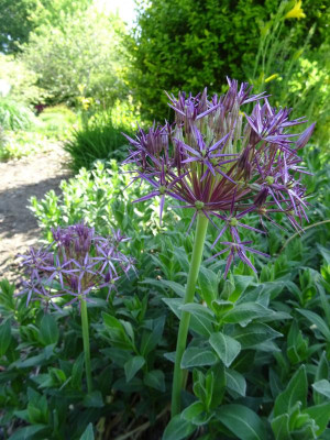 Allium christophii Mai 2020.JPG