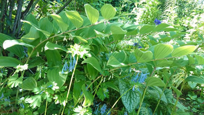 Polygonatum odoratum Variegatum.JPG