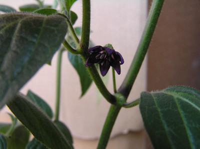 P1010033.JPG