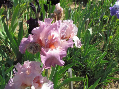 TB Jenniffer Rebeca.JPG