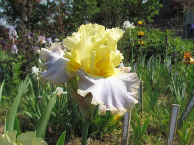 TB Lavender Lemon Cake.JPG