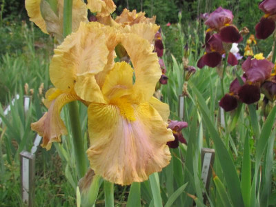 TB Leo Haven hoffentlich.JPG