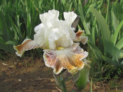 TB Owyhee Desert.JPG