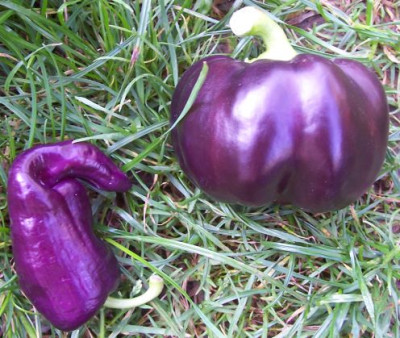 000_2171_lila_Paprika.jpg