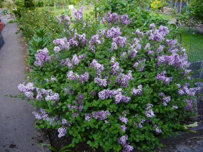 Syringa meyeri Palibin 2.JPG