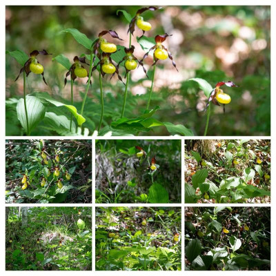 IMG_0825-COLLAGE.jpg