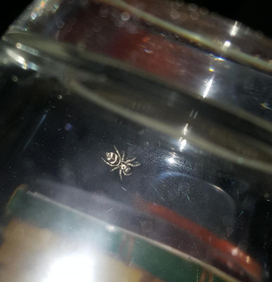 Killerspinne.jpg