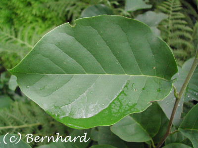 magnolia_accuminata_subcord.jpg