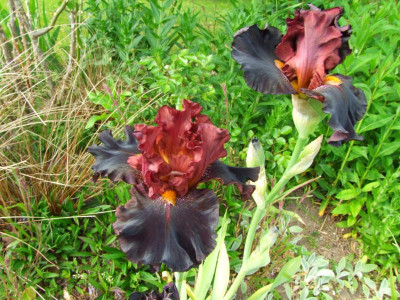2020_0221Mai210025.JPG