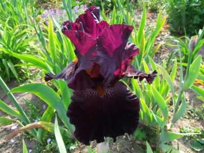 2020_0221Mai210043.JPG