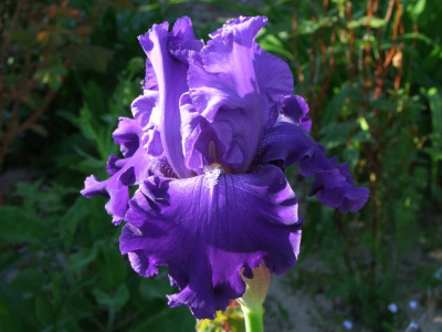 2020_0221Mai210086.JPG
