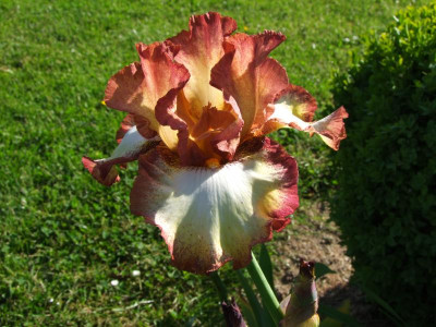 2020_0221Mai210092.JPG