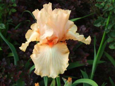 2020_0221Mai210027.JPG