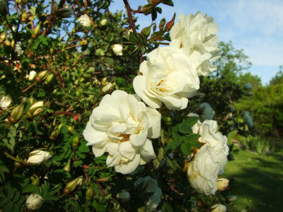 2020_0221Mai210109.JPG