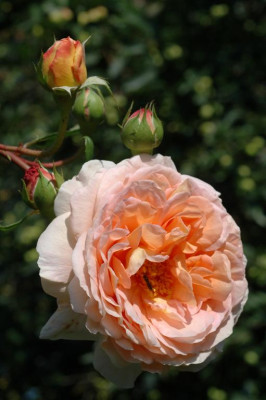 A5090_Large.JPG