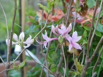 2020-05-21 Rhododendron prinophyllum.jpg