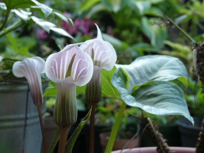 2020-05-21 Arisaema candidissimum 1.jpg