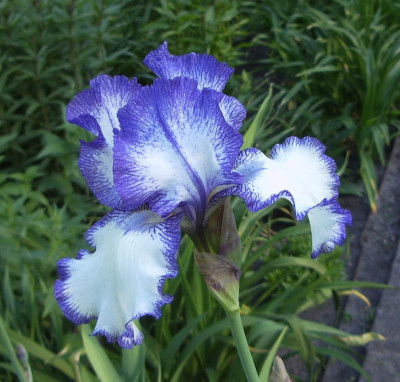 Blue Staccato.jpg