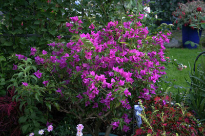 Bouganvillea0107.jpg