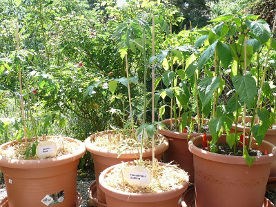 200521_Tomaten_Paprika.jpg